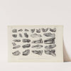 Recherches sur les poissons fossiles Pl.328 by Louis Agassiz