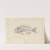 Recherches sur les poissons fossiles Pl.339 by Louis Agassiz