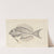 Recherches sur les poissons fossiles Pl.344 by Louis Agassiz