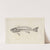 Recherches sur les poissons fossiles Pl.345 by Louis Agassiz
