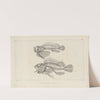 Recherches sur les poissons fossiles Pl.346 by Louis Agassiz