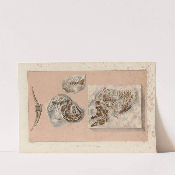 Recherches sur les poissons fossiles Pl.365 by Louis Agassiz