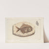 Recherches sur les poissons fossiles Pl.366 by Louis Agassiz