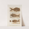 Recherches sur les poissons fossiles Pl.377 by Louis Agassiz