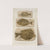 Recherches sur les poissons fossiles Pl.386 by Louis Agassiz
