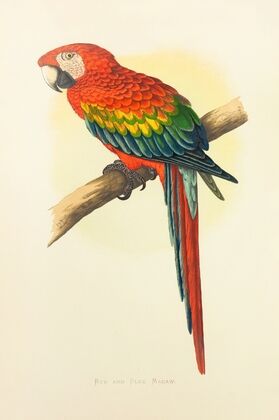Red and Blue Macaw (1884-1887)