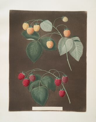 Red and the White Antwerp Raspberries. (1812)