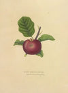 Red Astrachan (1872)