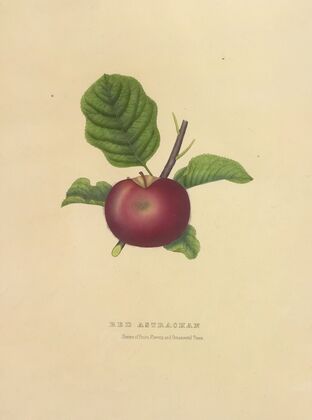 Red Astrachan (1872)