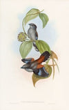Red-backed Eurylaime