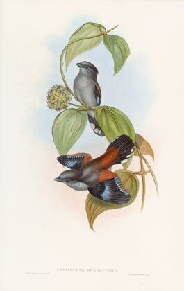 Red-backed Eurylaime