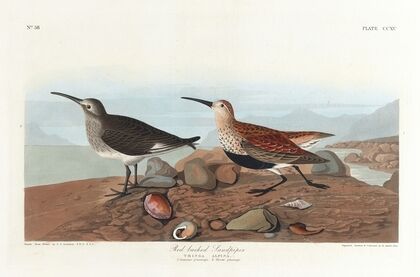 Red-backed sandpiper