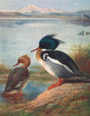 Red-Breasted Merganser (1913)