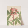 Red Buckeye (Aesculus pavia) (1918) by Mary Vaux Walcott