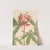 Red Buckeye (Aesculus pavia) (1918) by Mary Vaux Walcott