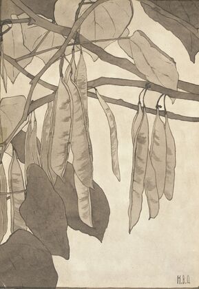 Red Bud (in Gray)