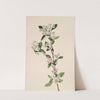 Red Chokeberry (Aronia arbutifolia) (ca. 1920s) by Mary Vaux Walcott