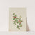 Red Comandra (Comandra livida) (1919) by Mary Vaux Walcott