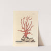 Red coral by Elizabeth Blackwell