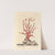Red coral by Elizabeth Blackwell