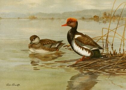 Red-Crested Pochard