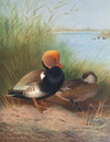 Red-Crested Pochard