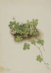 Red Dewberry (Rubus pedatus) (1918)