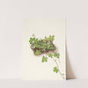 Red Dewberry. Rubus pedatus (1925) by Mary Vaux Walcott