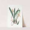 Red-edged Cymbidium by Sydenham Edwards