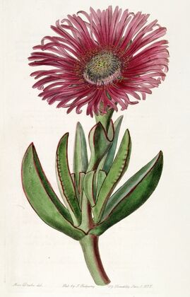 Red-edged Fig Marigold