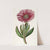 Red-edged Fig Marigold by Sydenham Edwards