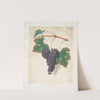 Red frontianiac grape. (1812) by George Brookshaw