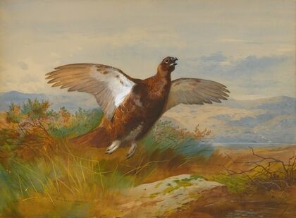Red Grouse In Flight (1899)
