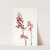 Red Larkspur (Delphinium nudicale) (1935) by Mary Vaux Walcott
