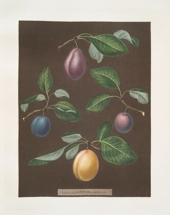 Red magnum, Blue perdrigon, Le Loyal and the White magnum bonum plums. (1812)