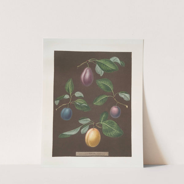 Red magnum, Blue perdrigon, Le Loyal and the White magnum bonum plums. (1812) by George Brookshaw