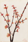 Red Maple (Acer rubrum) (1920)