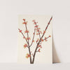 Red Maple. Acer rubrum (1925) by Mary Vaux Walcott