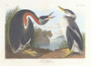 Red-necked grebe