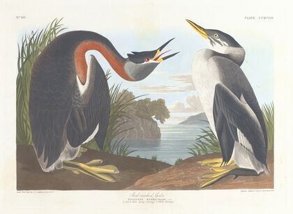Red-necked grebe