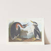 Red-necked grebe by John James Audubon