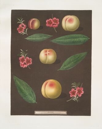 Red nutmeg, Hemskirk, Early Ann and French Vanguard Peaches. (1812)
