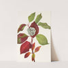 Red-osier Dogwood. (Cornus stolonifera) (1925) by Mary Vaux Walcott