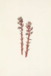 One-leaf Bog-orchid. (Habenaria obtusata)