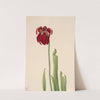 Red Pitcherplant (Sarracenia jonesii) (1930) by Mary Vaux Walcott