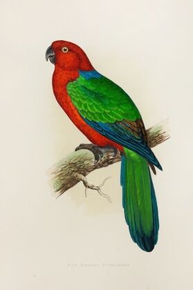 Red Shining Parrakeet (1884-1887)