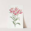 Red Speckled-flowered Alstromeria by Sydenham Edwards