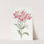 Red Speckled-flowered Alstromeria by Sydenham Edwards