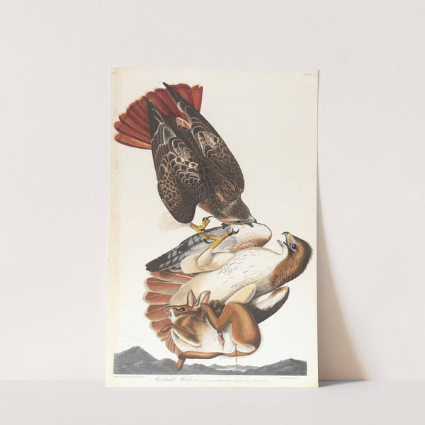 Red-tailed hawk by John James Audubon