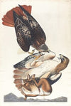 Red tailed hawk